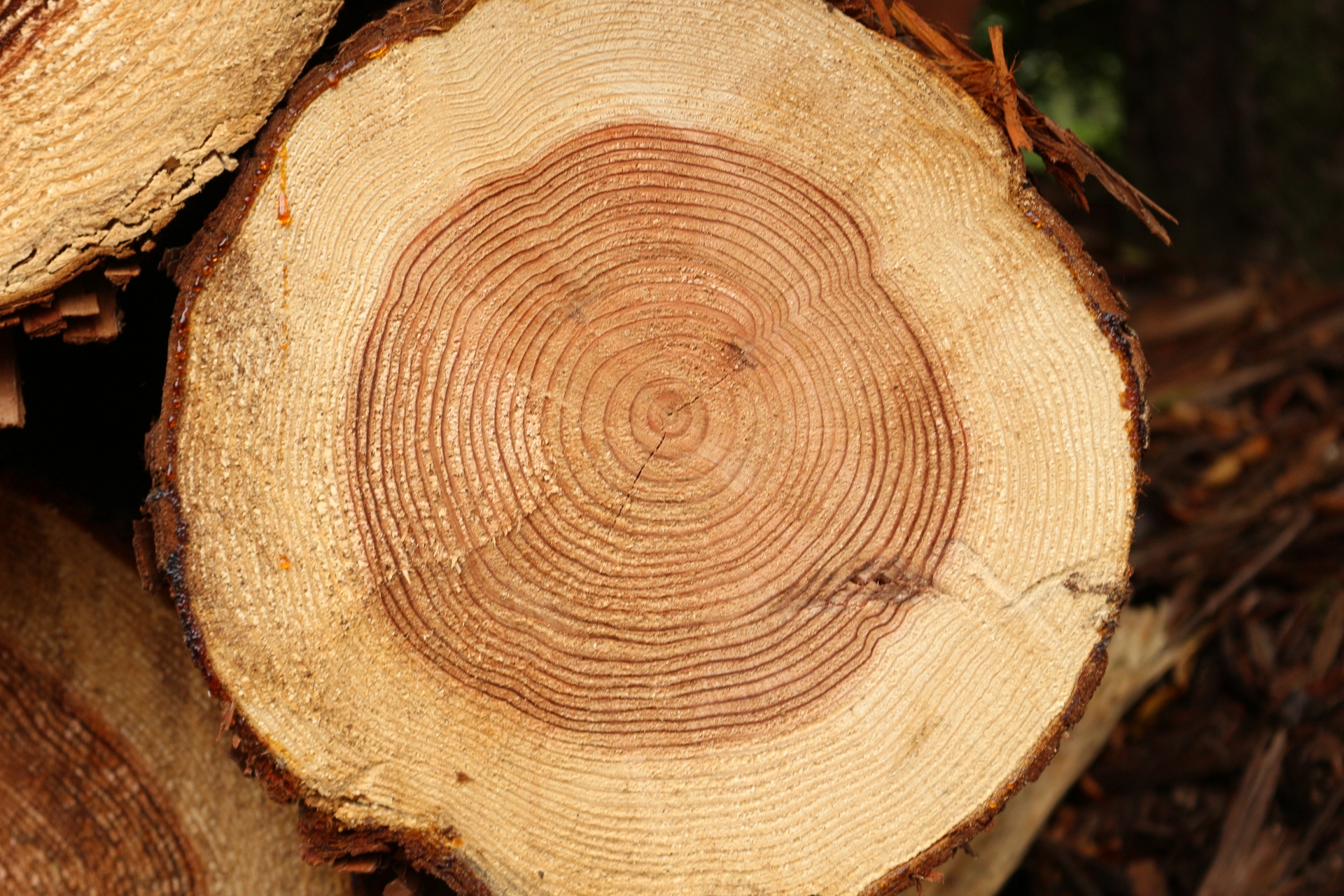 丸太の断面に現れる年輪の様子